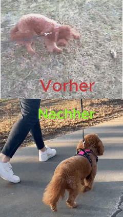 Haustiergeschirr – Die beste Alternative zu Schlupfleinen