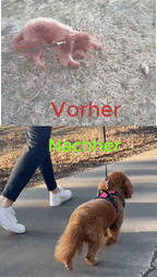 Haustiergeschirr – Die beste Alternative zu Schlupfleinen