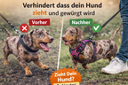 Haustiergeschirr – Die beste Alternative zu Schlupfleinen