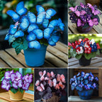 🦋 Verspielte, schmetterlingsförmige Blumensamen ✨