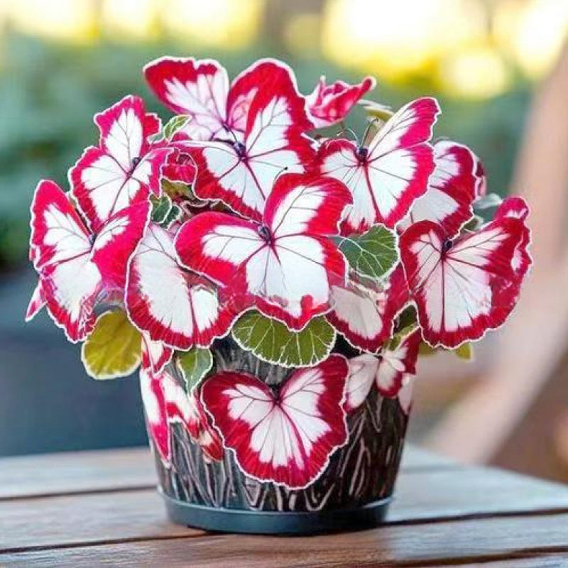 🦋 Verspielte, schmetterlingsförmige Blumensamen ✨