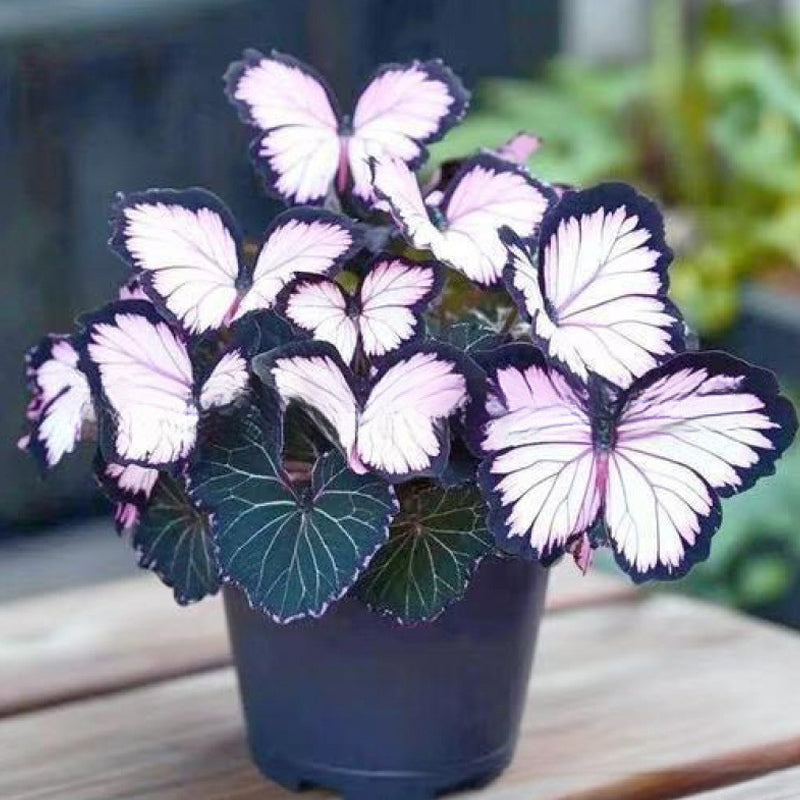 🦋 Verspielte, schmetterlingsförmige Blumensamen ✨