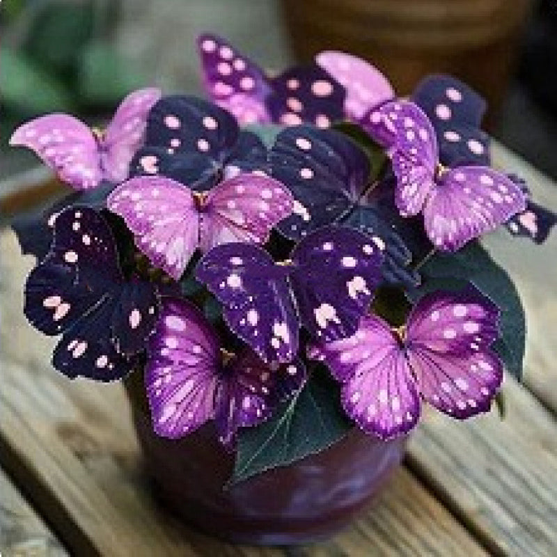 🦋 Verspielte, schmetterlingsförmige Blumensamen ✨