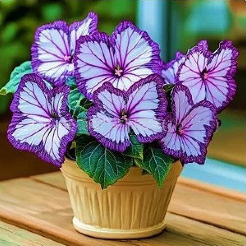 🦋 Verspielte, schmetterlingsförmige Blumensamen ✨